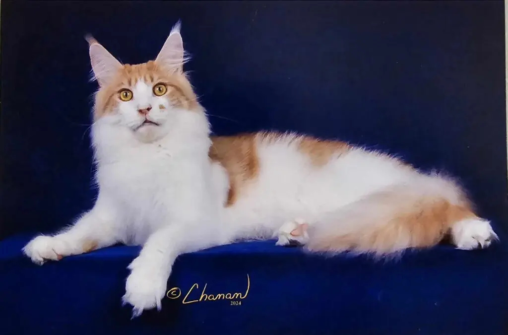 Scarcelli, a red-and-white Maine Coon stud, reclining in profile on deep blue velvet.