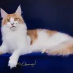 Scarcelli, a red-and-white Maine Coon stud, reclining in profile on deep blue velvet.