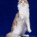 Scarcelli, a red-and-white Maine Coon stud, standing tall with one front paw raised.