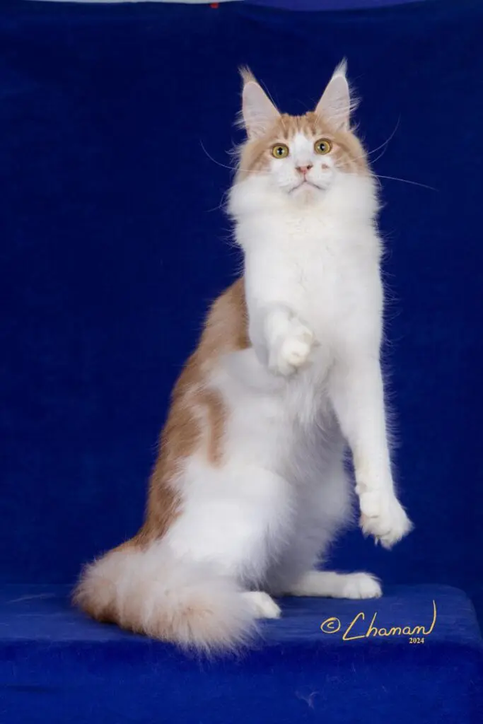 Scarcelli, a red-and-white Maine Coon stud, standing tall with one front paw raised.