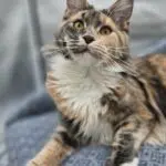 Abbi, a tortoiseshell tabby-and-white Maine Coon, sitting alertly on a patterned chair.