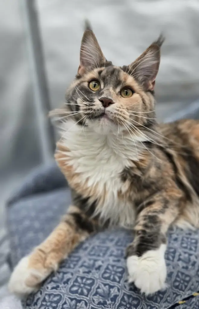 Abbi, a tortoiseshell tabby-and-white Maine Coon, sitting alertly on a patterned chair.
