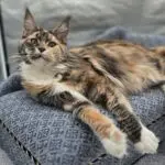 Abbi, a tortoiseshell tabby-and-white Maine Coon, lounging with one white paw extended.