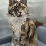 Abbi, a tortoiseshell tabby-and-white Maine Coon, sitting upright and looking toward the camera.