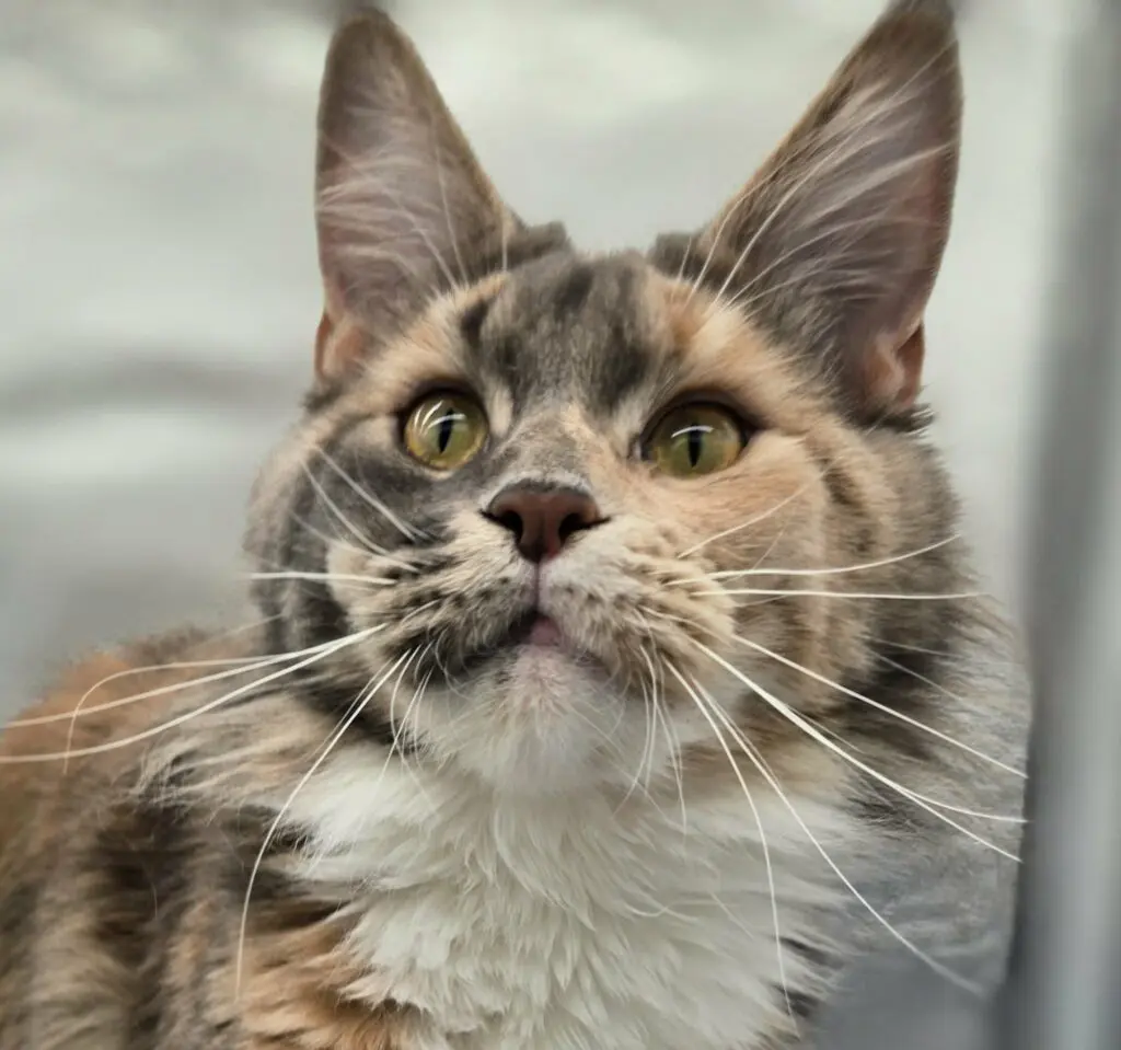 Abbi, a tortoiseshell tabby-and-white Maine Coon, leaning toward the camera with an attentive expression.