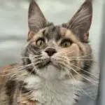 Abbi, a tortoiseshell tabby-and-white Maine Coon, leaning toward the camera with an attentive expression.