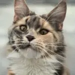 Close-up portrait of Abbi, a tortoiseshell tabby-and-white Maine Coon with alert eyes.