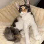 Andromeda Rose, a fluffy calico-and-white Maine Coon, lounging on a soft cream blanket.