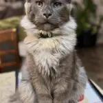 Cal, a blue smoke-and-white Maine Coon stud with a full white ruff, sitting upright indoors.