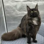 Charlotte, a black smoke Maine Coon with golden eyes and a long plume tail, sitting on a chair.