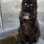 Charlotte, a fluffy black smoke Maine Coon with round golden eyes, sitting upright indoors.