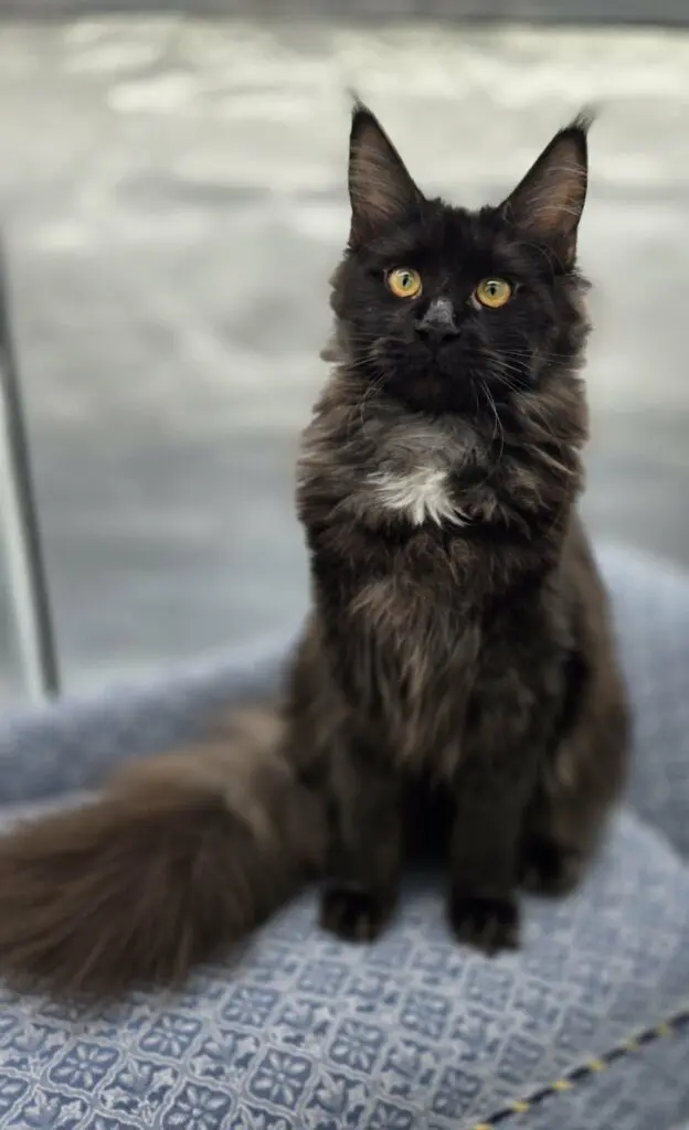 Charlotte, a fluffy black smoke Maine Coon with round golden eyes, sitting upright indoors.