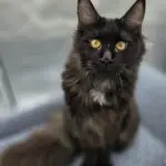 Close-up portrait of Charlotte, a black smoke Maine Coon with vivid golden eyes.