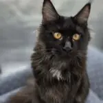 Charlotte, a fluffy black smoke Maine Coon with golden eyes, facing the camera.