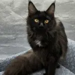 Charlotte, a black smoke Maine Coon with golden eyes, sitting alertly against a gray backdrop.