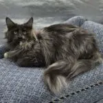 LillyBet Rose, a blue smoke tortoiseshell Maine Coon, relaxing lengthwise on a patterned blue couch.