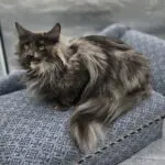 LillyBet Rose, a blue smoke tortoiseshell Maine Coon, reclining beside her long fluffy tail on a blue chair.