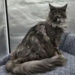 LillyBet Rose, a blue smoke tortoiseshell Maine Coon, sitting upright with her plume tail curled in front.