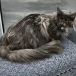LillyBet Rose, a blue smoke tortoiseshell Maine Coon, lounging on a patterned cushion with her tail extended.
