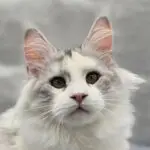Close-up portrait of Violet, a silver shaded-and-white Maine Coon with an alert expression.