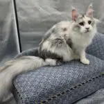 Violet, a silver shaded-and-white Maine Coon, sitting beside her long fluffy plume tail.