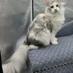 Violet, a silver shaded-and-white Maine Coon, sitting upright in three-quarter profile.