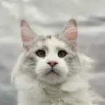 Close-up of Violet, a silver shaded-and-white Maine Coon with green eyes, looking upward.