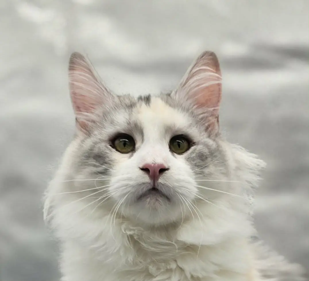 Close-up of Violet, a silver shaded-and-white Maine Coon with green eyes, looking upward.
