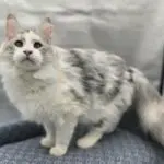 Violet, a silver shaded-and-white Maine Coon, standing on a patterned blue chair.