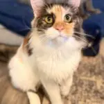 Full-body portrait of Andromeda Rose, a calico-and-white Maine Coon sitting on a patterned rug.