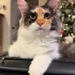 Andromeda Rose, a calico-and-white Maine Coon with golden eyes, sitting upright indoors.