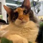 Close-up portrait of Andromeda Rose, a calico-and-white Maine Coon resting on a green perch.