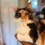 Andromeda Rose, a calico-and-white Maine Coon, sitting alertly on the edge of a wooden table.