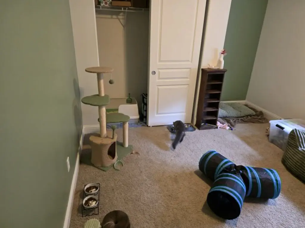 Spacious Maine Coon guardian-home playroom with a cat tree, tunnel, beds, and feeding area.