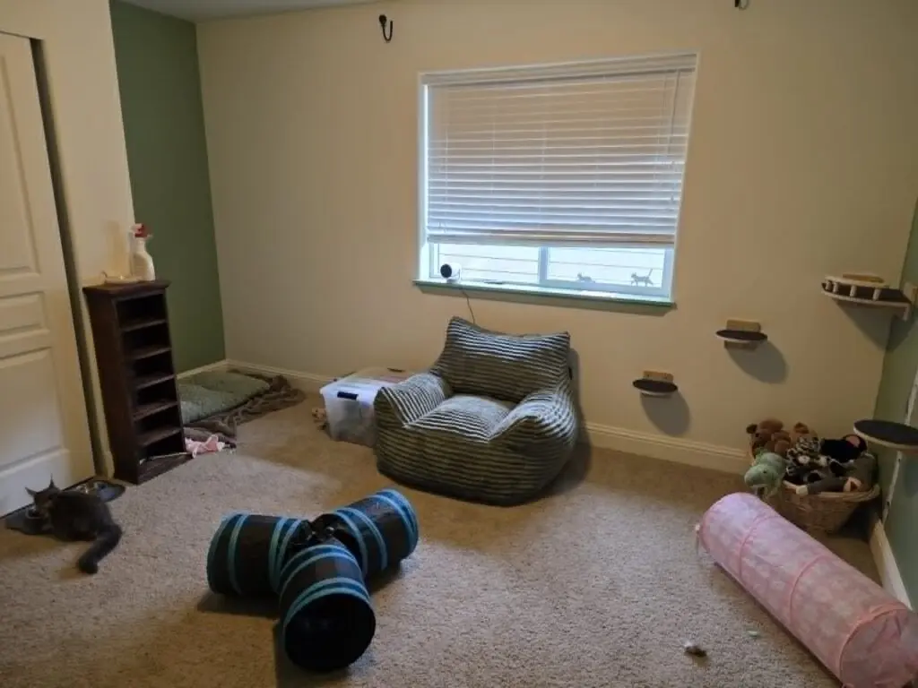Comfortable indoor Maine Coon playroom with a cat bed, tunnel, climbing shelves, and toys.