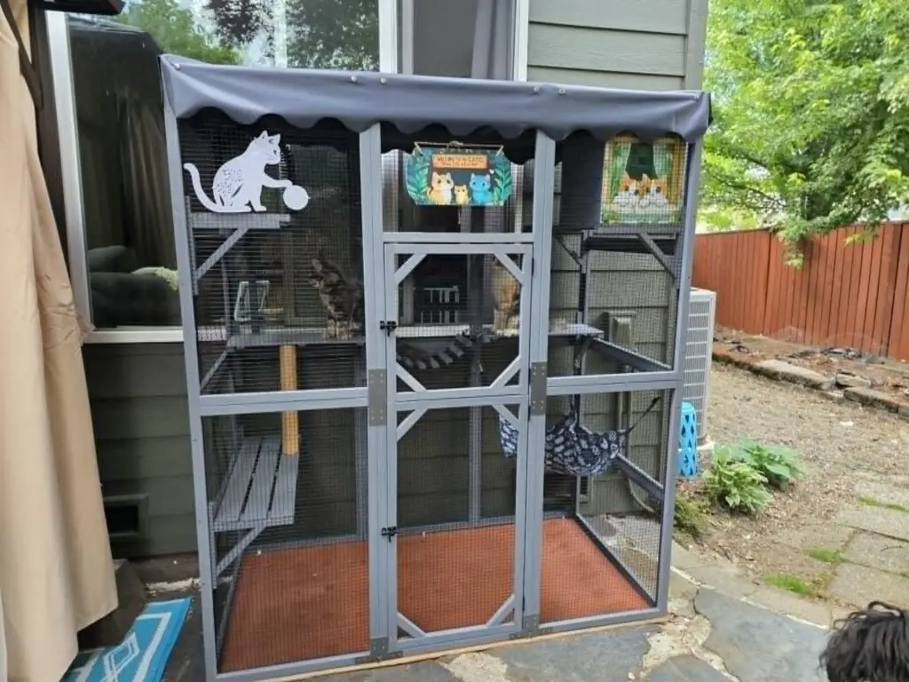 Front view of a spacious screened catio with climbing shelves and enrichment areas for Maine Coon cats.