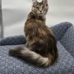 Elsa Rose, a tortoiseshell tabby Maine Coon, sitting upright in profile on a blue chair.