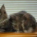 Elsa Rose, a tortoiseshell tabby Maine Coon, resting on a wooden ledge beside a sunny window.