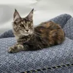 Elsa Rose, a tortoiseshell tabby Maine Coon with amber eyes, reclining on a patterned blue chair.