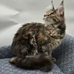 Side-profile portrait of Elsa Rose, a tortoiseshell tabby Maine Coon sitting on a blue chair.