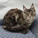 Elsa Rose, a tortoiseshell tabby Maine Coon with amber eyes, sitting on a blue chair.