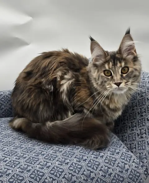 Elsa Rose, a tortoiseshell tabby Maine Coon with amber eyes, sitting on a blue chair.
