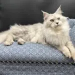 Giuliana Rose, a silver shaded Maine Coon queen, reclining gracefully on a blue chair.