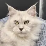 Close-up portrait of Giuliana Rose, a silver shaded Maine Coon queen with green eyes.