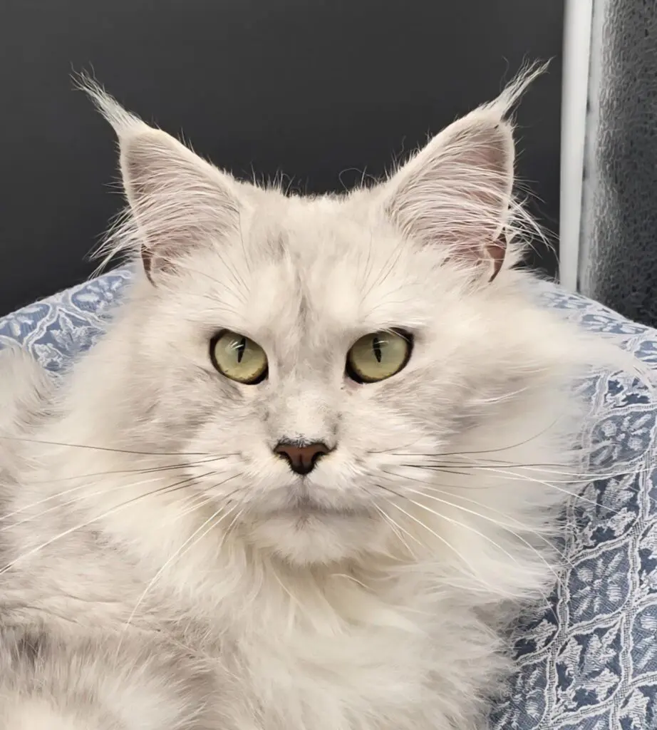 Close-up portrait of Giuliana Rose, a silver shaded Maine Coon queen with green eyes.