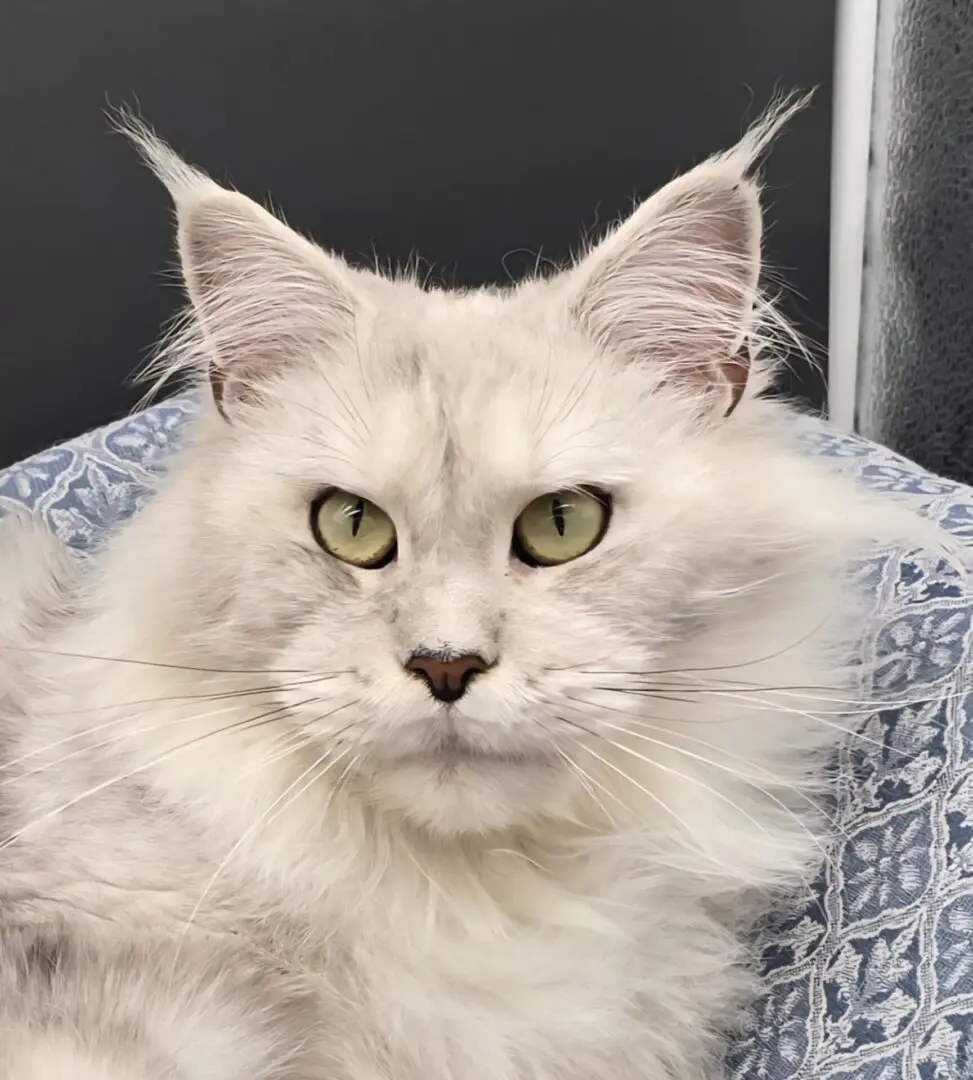 Close-up portrait of Giuliana Rose, a silver shaded Maine Coon queen with green eyes.
