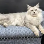 Full-body portrait of Giuliana Rose, a silver shaded Maine Coon queen reclining on a blue chair.
