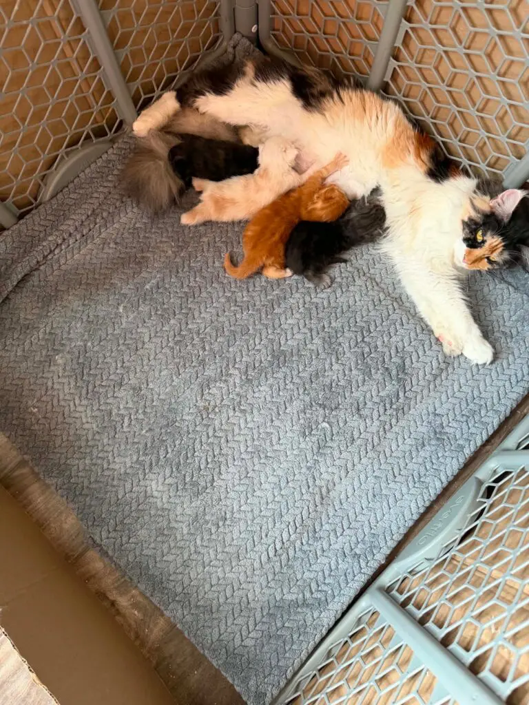 Calico Maine Coon mother resting with her newborn kittens in a soft nesting area.