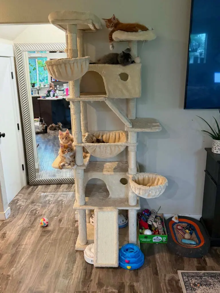 Home-raised Maine Coon kittens climbing and exploring a tall indoor cat tree.