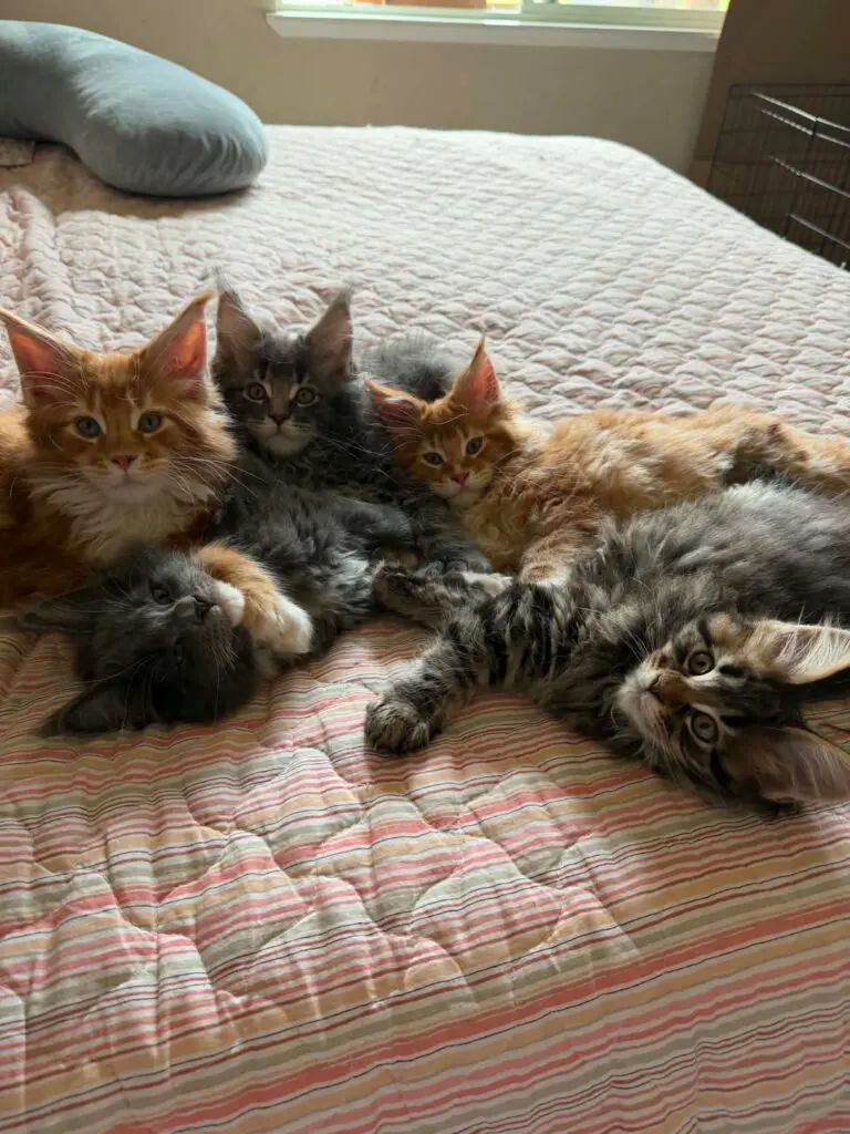 Red and tabby Maine Coon kittens cuddling closely together on a bed.